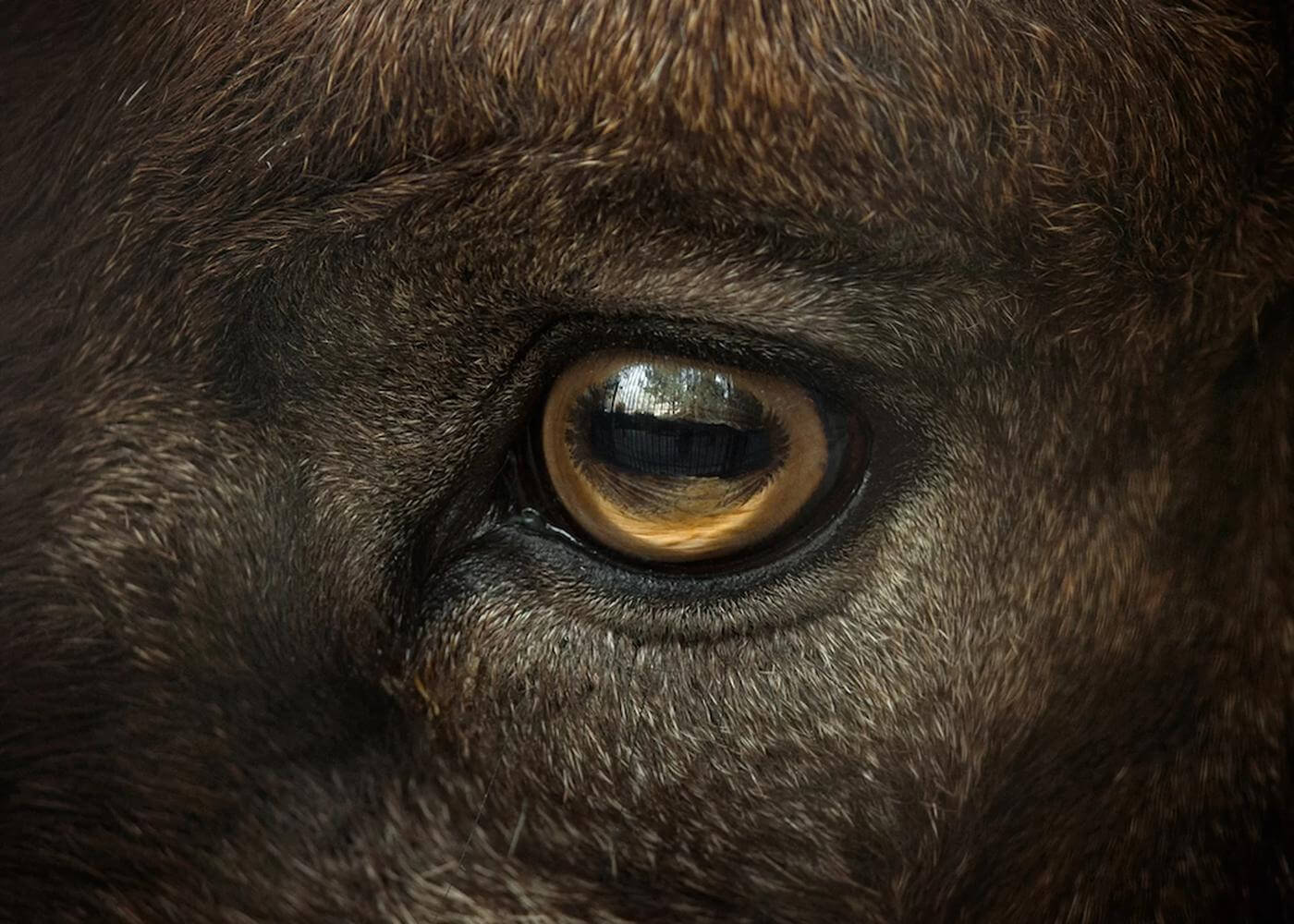Kambing memiliki mata berbentuk persegi panjang yang membantu mereka mengenali adanya binatang pemangsa