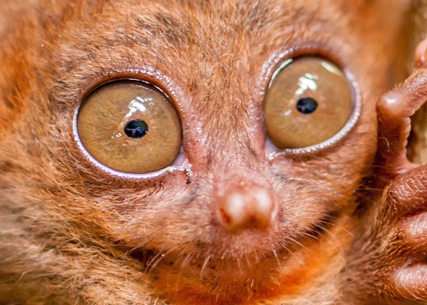 Mata tarsius begitu besar karena primata nokturnal tidak dapat melihat pada malam hari. Tidak seperti burung hantu dan kucing, primata tidak memiliki tapetum lucidum, sehingga perlu mata yang besar untuk melihat dalam gelap.